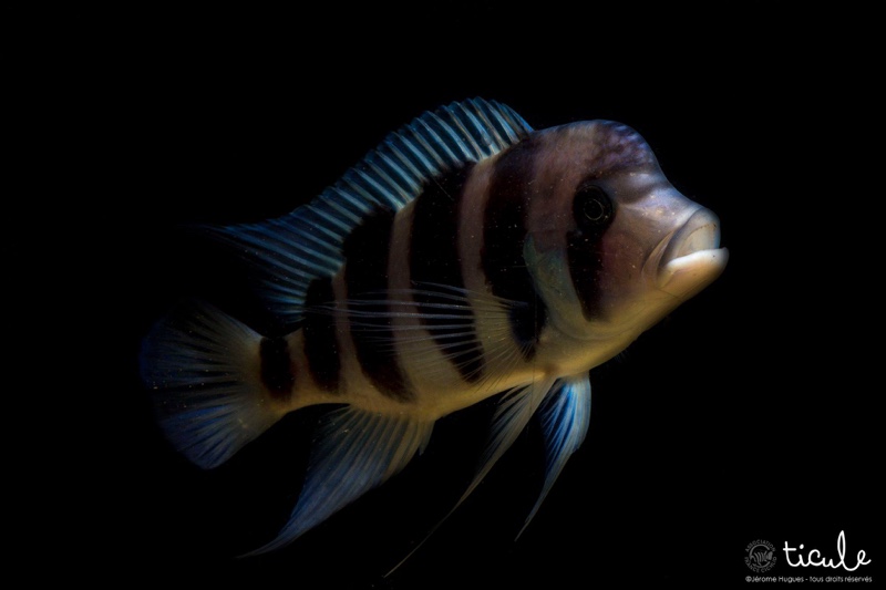 Cyphotilapia gibberosa 'Cape Mpimbwe'